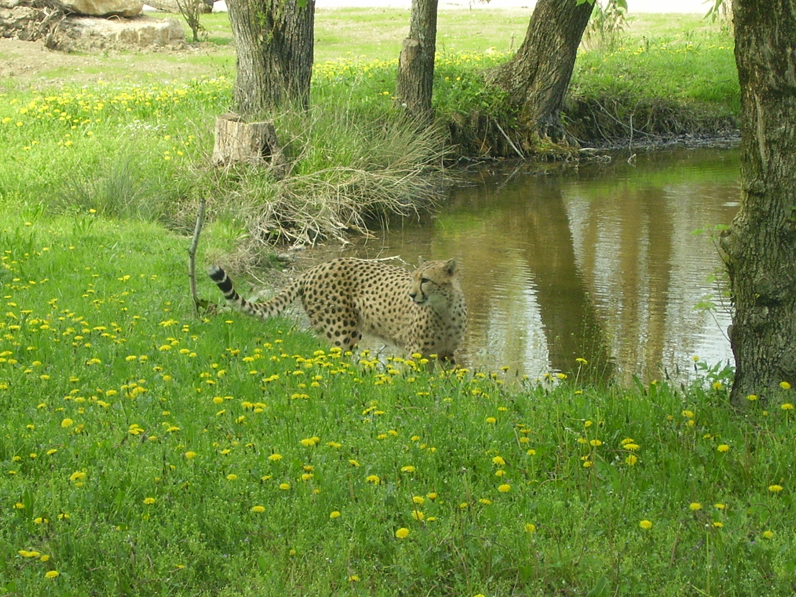 Cheetah - 2010
