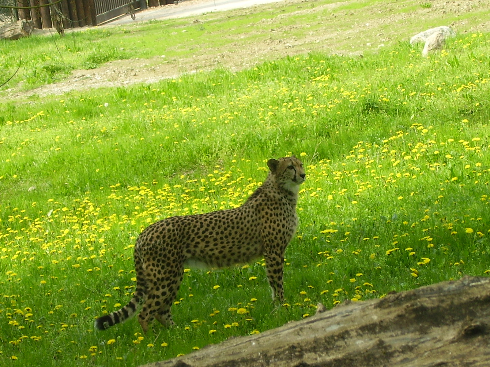 Cheetah - 2010