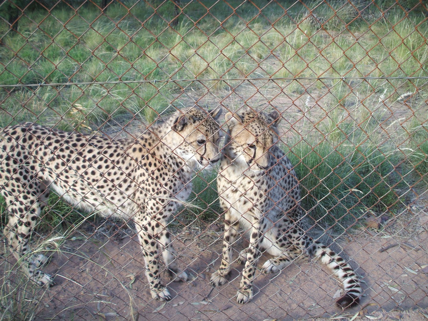 Cheetah, 2010