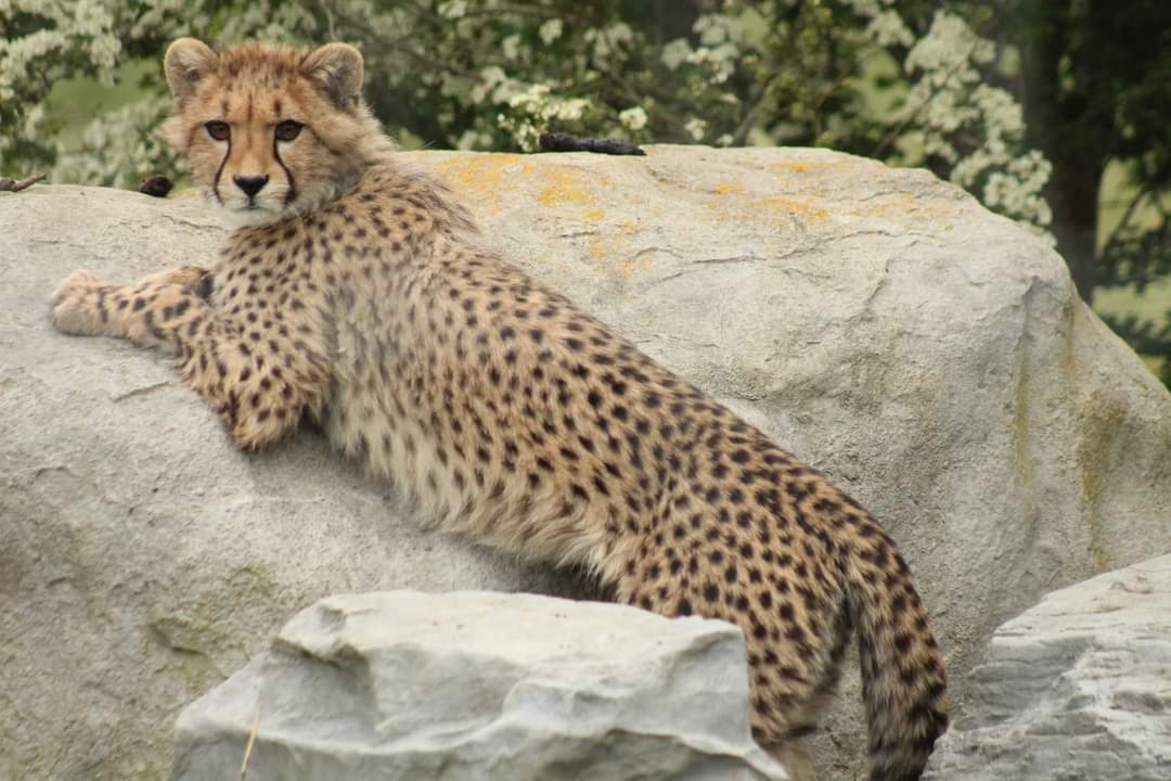 Cheetah - 26th April 2024