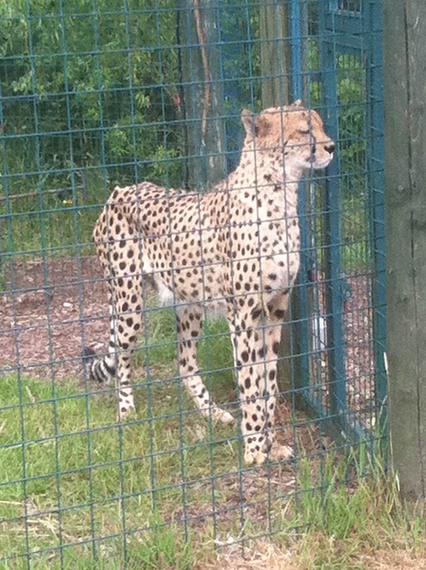 Cheetah ( 3rd July 2011)