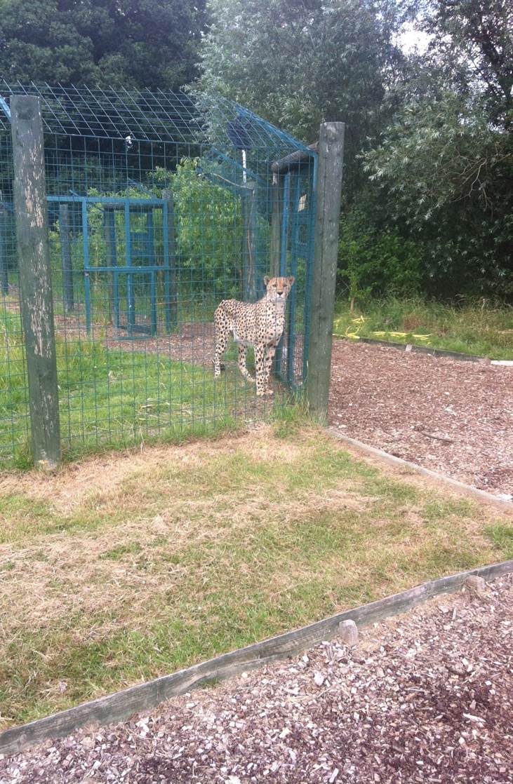 Cheetah (3rd July 2011)