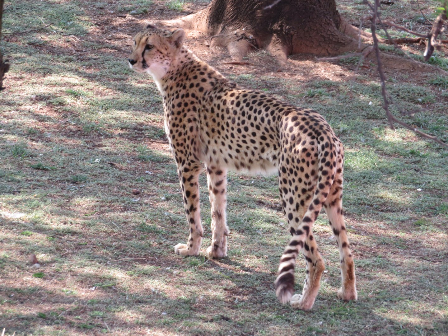 Cheetah (Acinonyx jubatu)