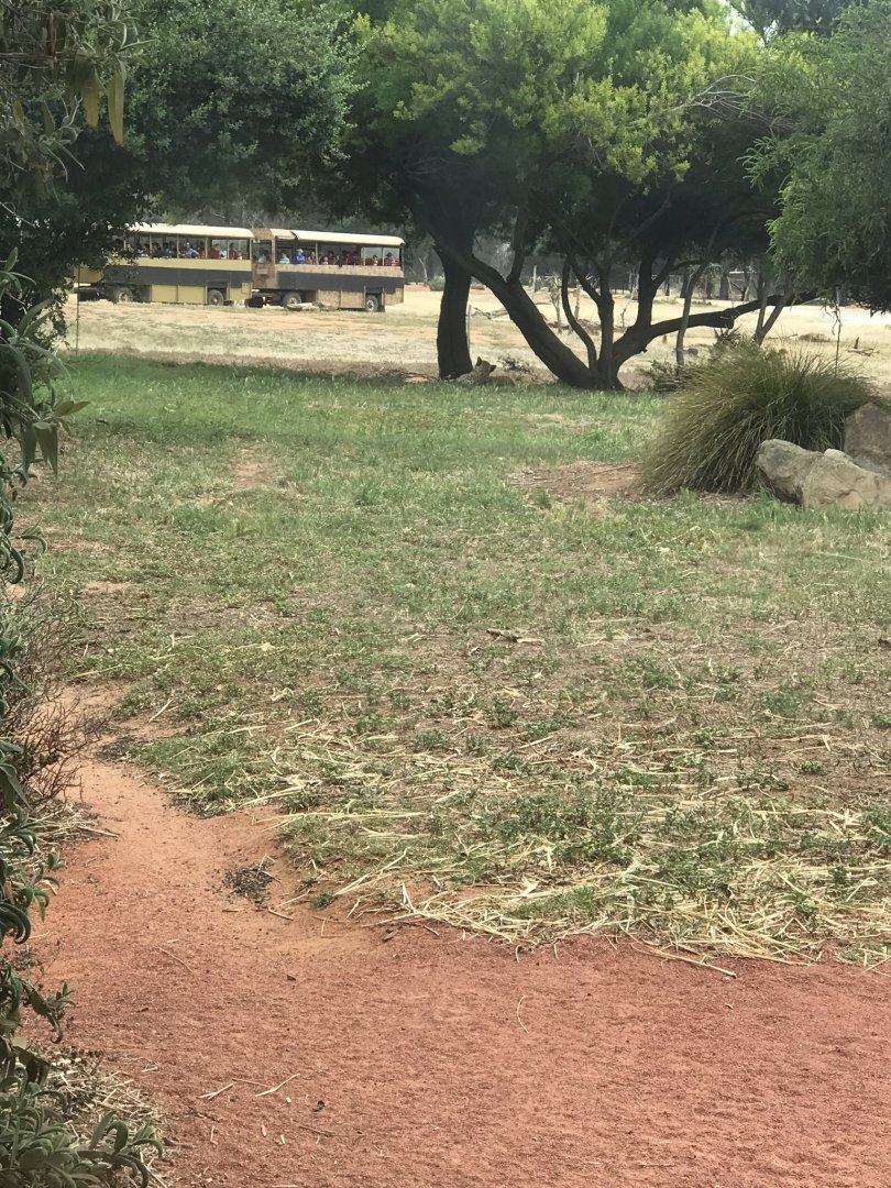 Cheetah (Acinonyx jubatus) and safari bus in the background