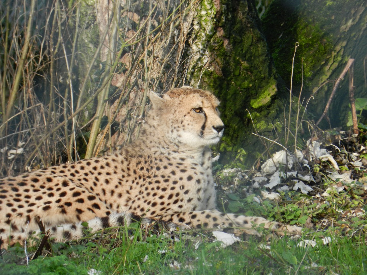 Cheetah (Acinonyx jubatus) at Banham Zoo, England