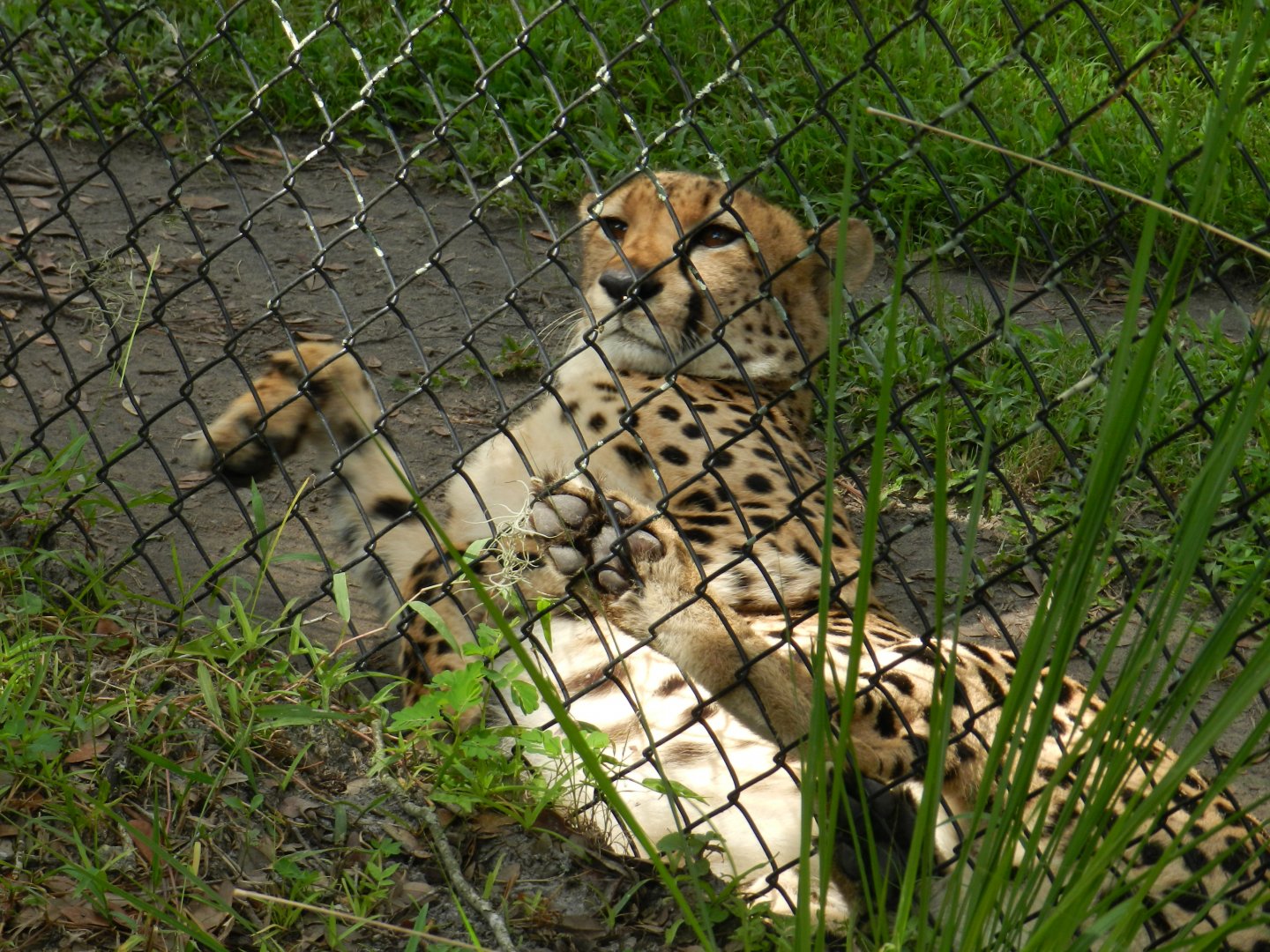 Cheetah (Acinonyx jubatus) at Central Florida Zoo and Botanical Gardens