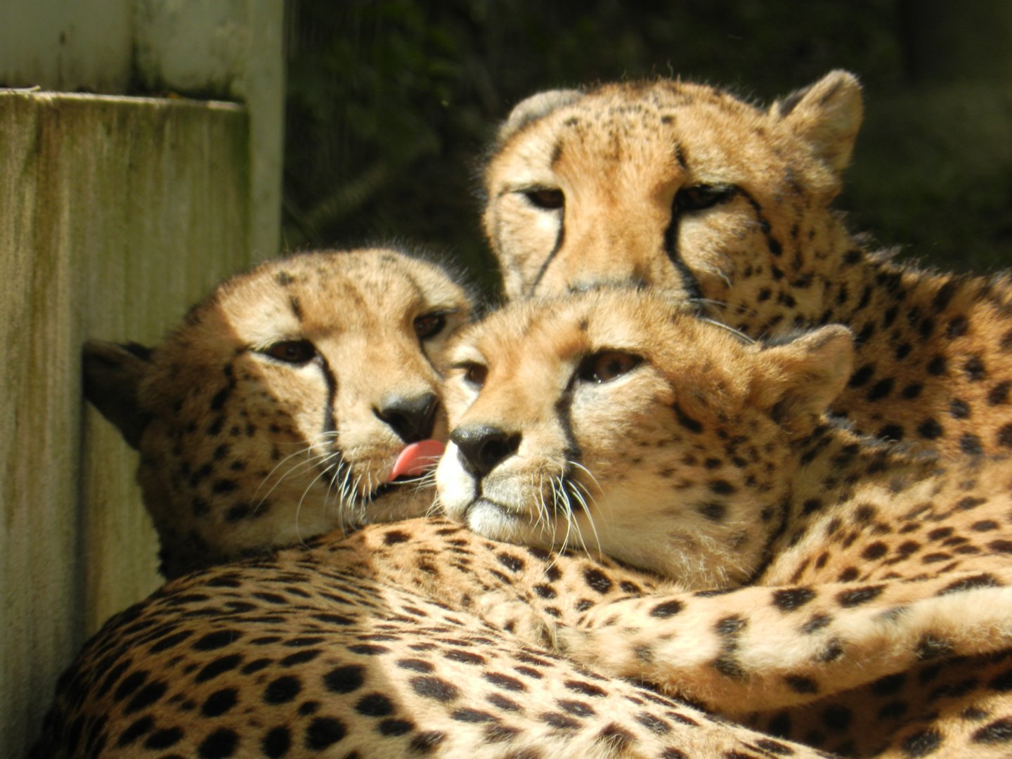 Cheetah (Acinonyx jubatus) at Jardim Zoológico de Lisboa, Portugal*