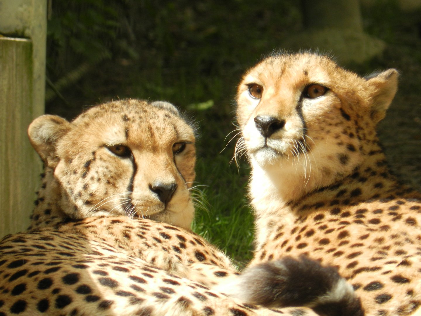 Cheetah (Acinonyx jubatus) at Jardim Zoológico de Lisboa, Portugal*