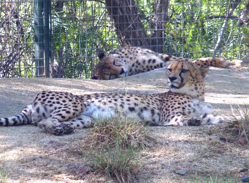 Cheetah (Acinonyx jubatus) couple