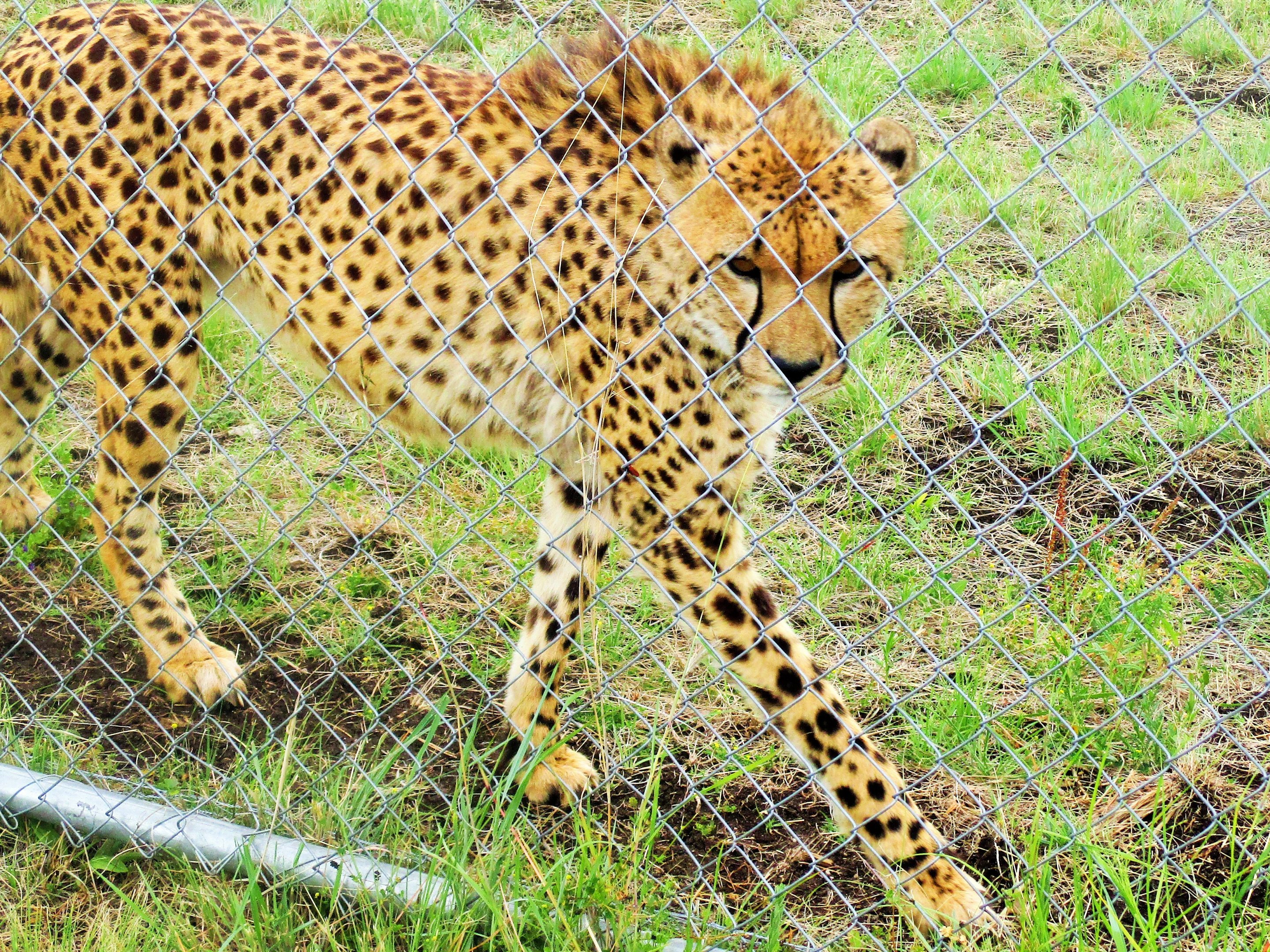Cheetah (Acinonyx jubatus)- December 2017