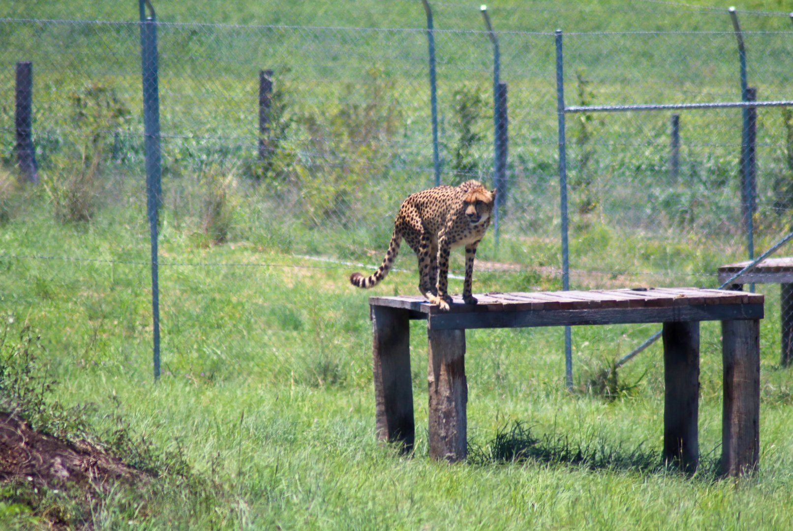 Cheetah (Acinonyx jubatus) - December 2018