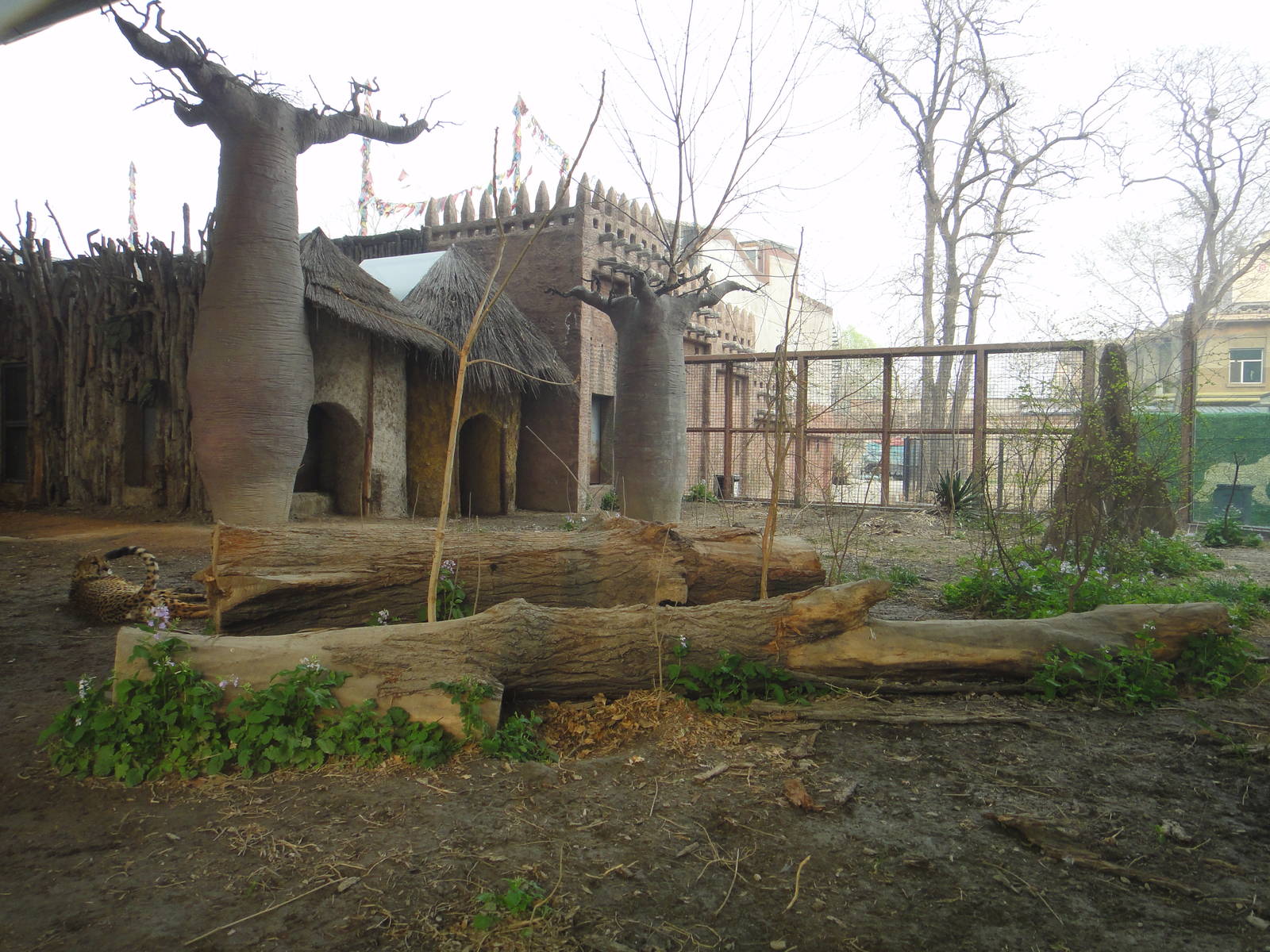 Cheetah (Acinonyx jubatus) exhibit