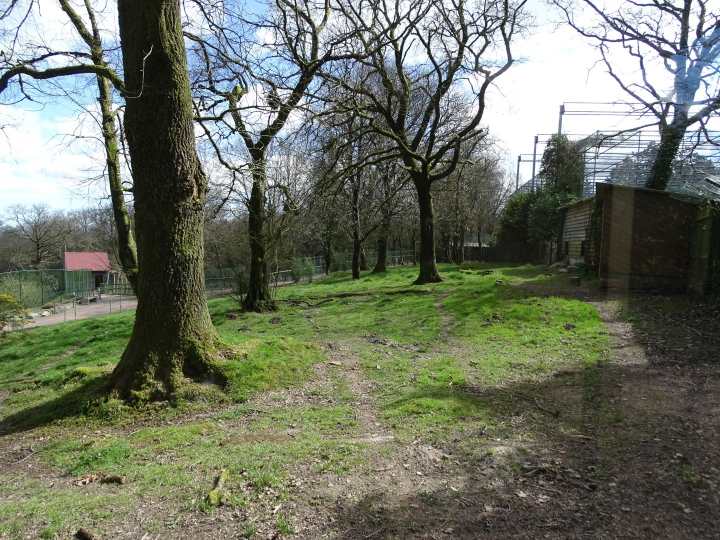 Cheetah (Acinonyx jubatus) exhibit