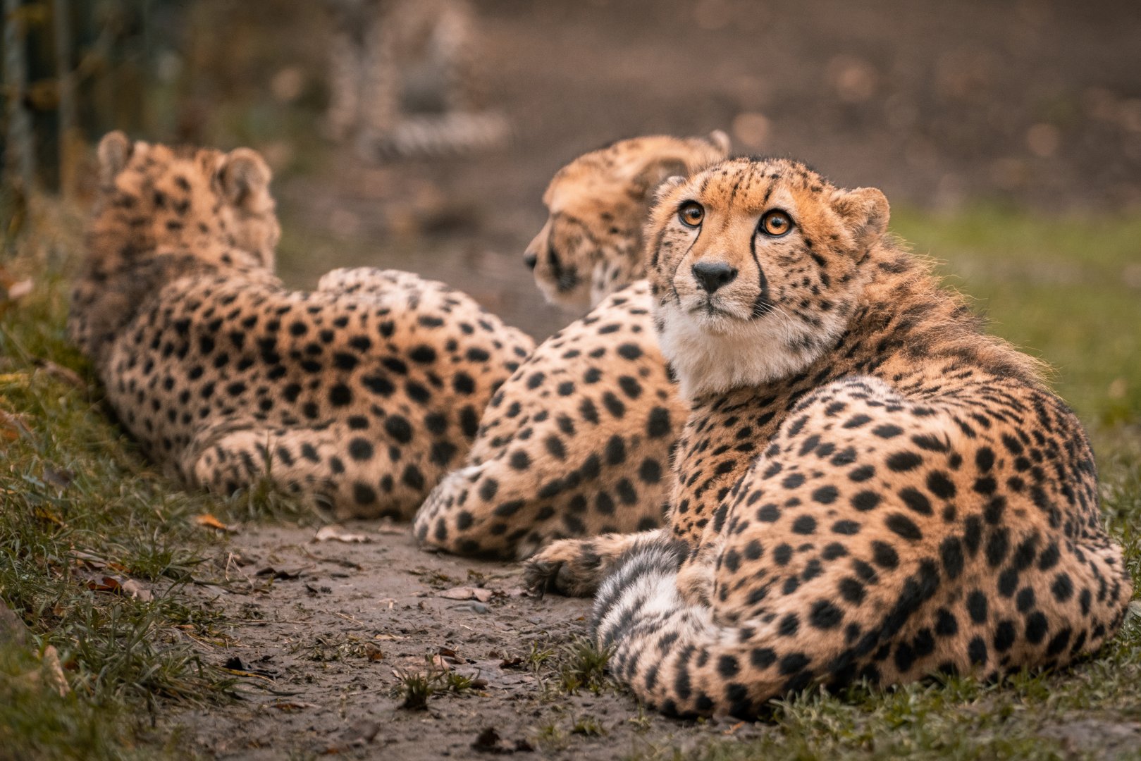 Cheetah (Acinonyx jubatus jubatus)