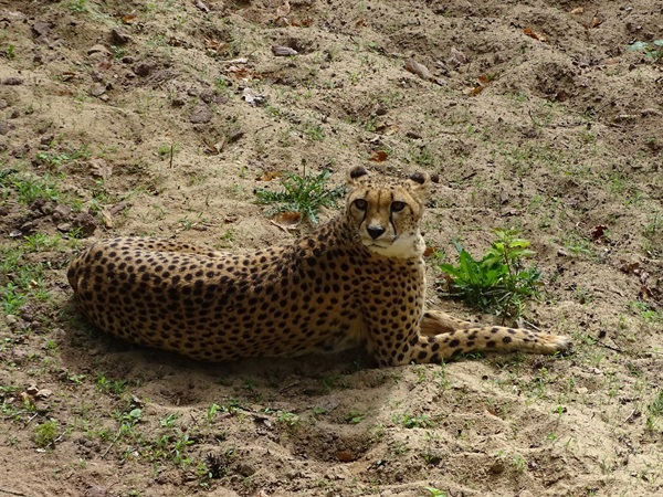 Cheetah (Acinonyx jubatus jubatus)