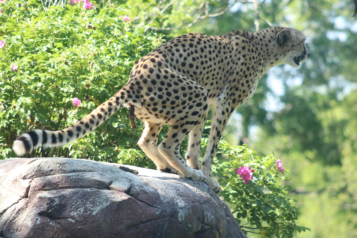 Cheetah (Acinonyx jubatus jubatus)