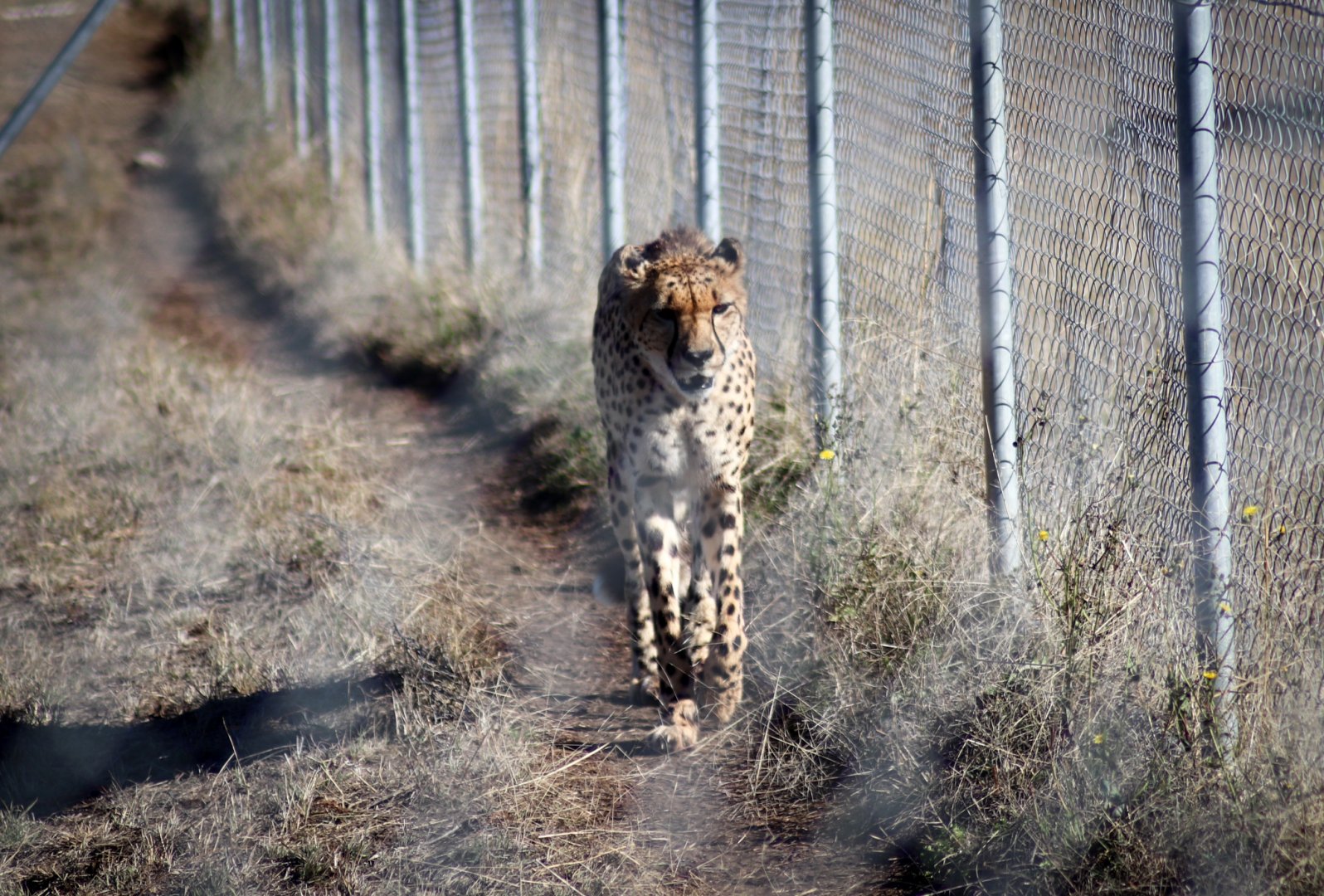 Cheetah (Acinonyx jubatus) - July 2020
