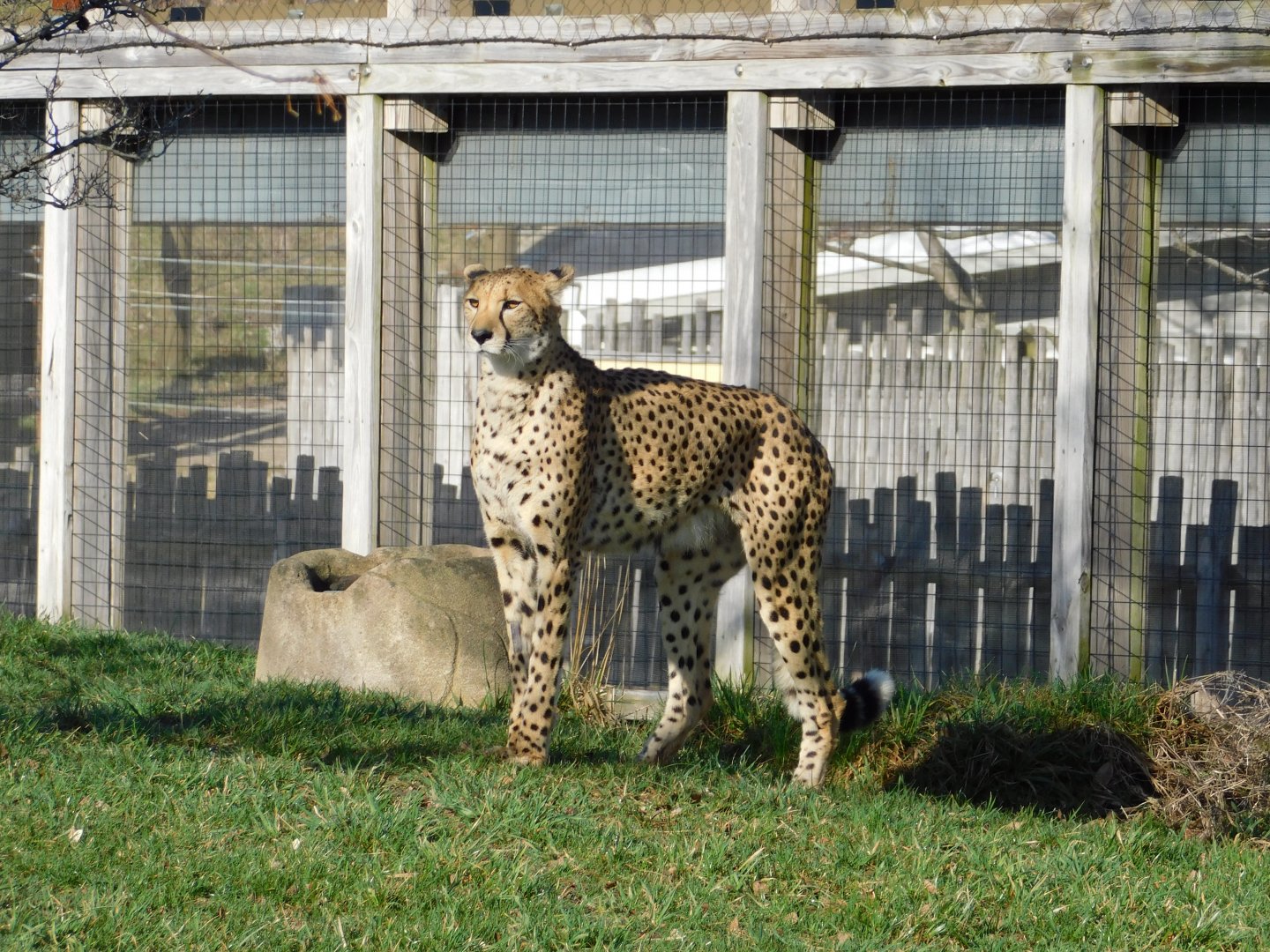 Cheetah (Acinonyx jubatus) March 2022