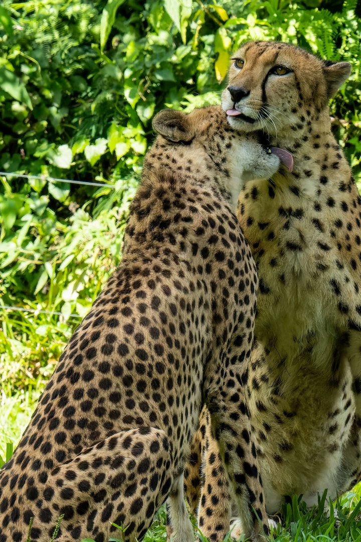 Cheetah - Acinonyx jubatus - Safari Journey