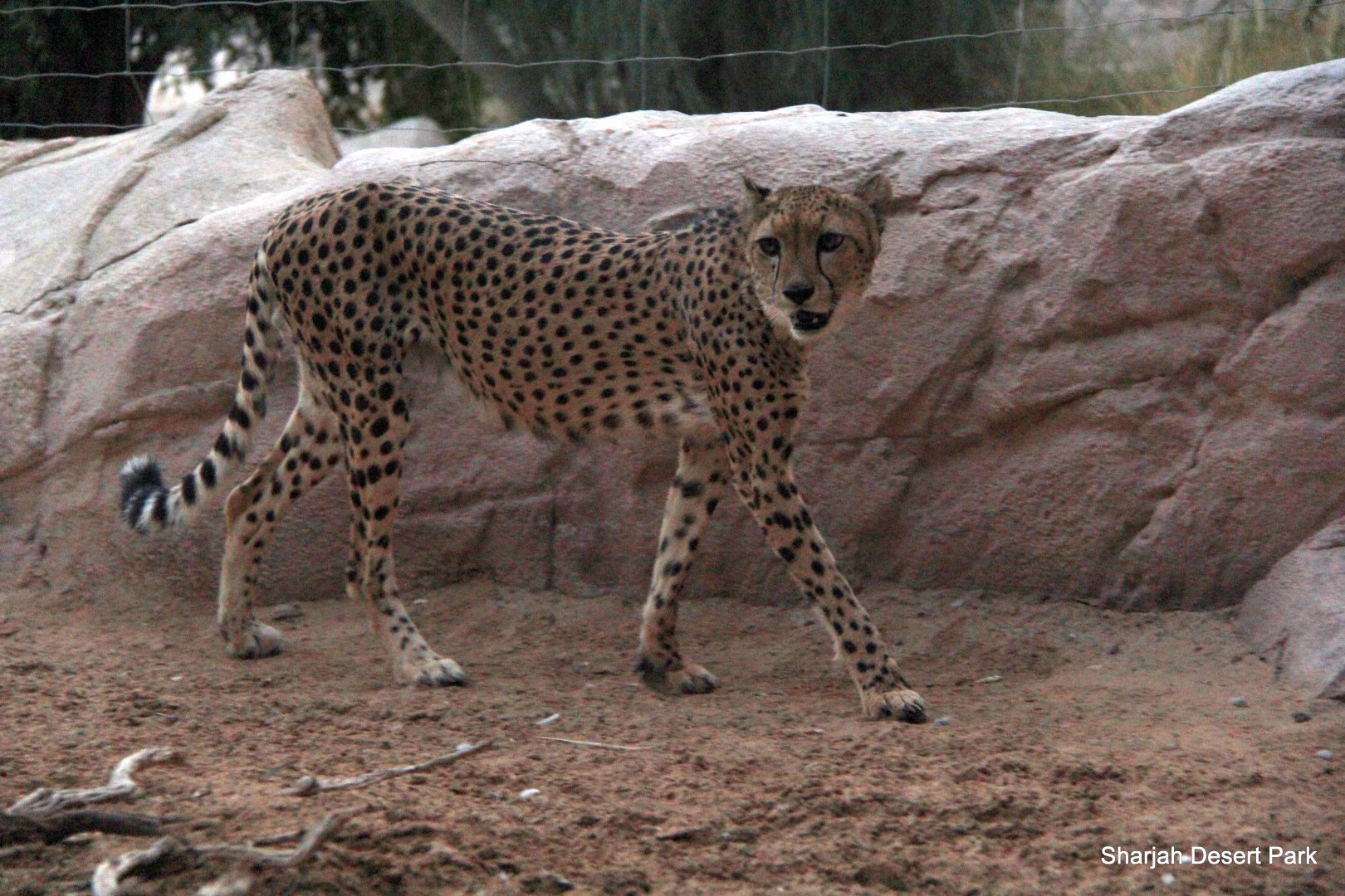 cheetah (Acinonyx jubatus) Sept 2018