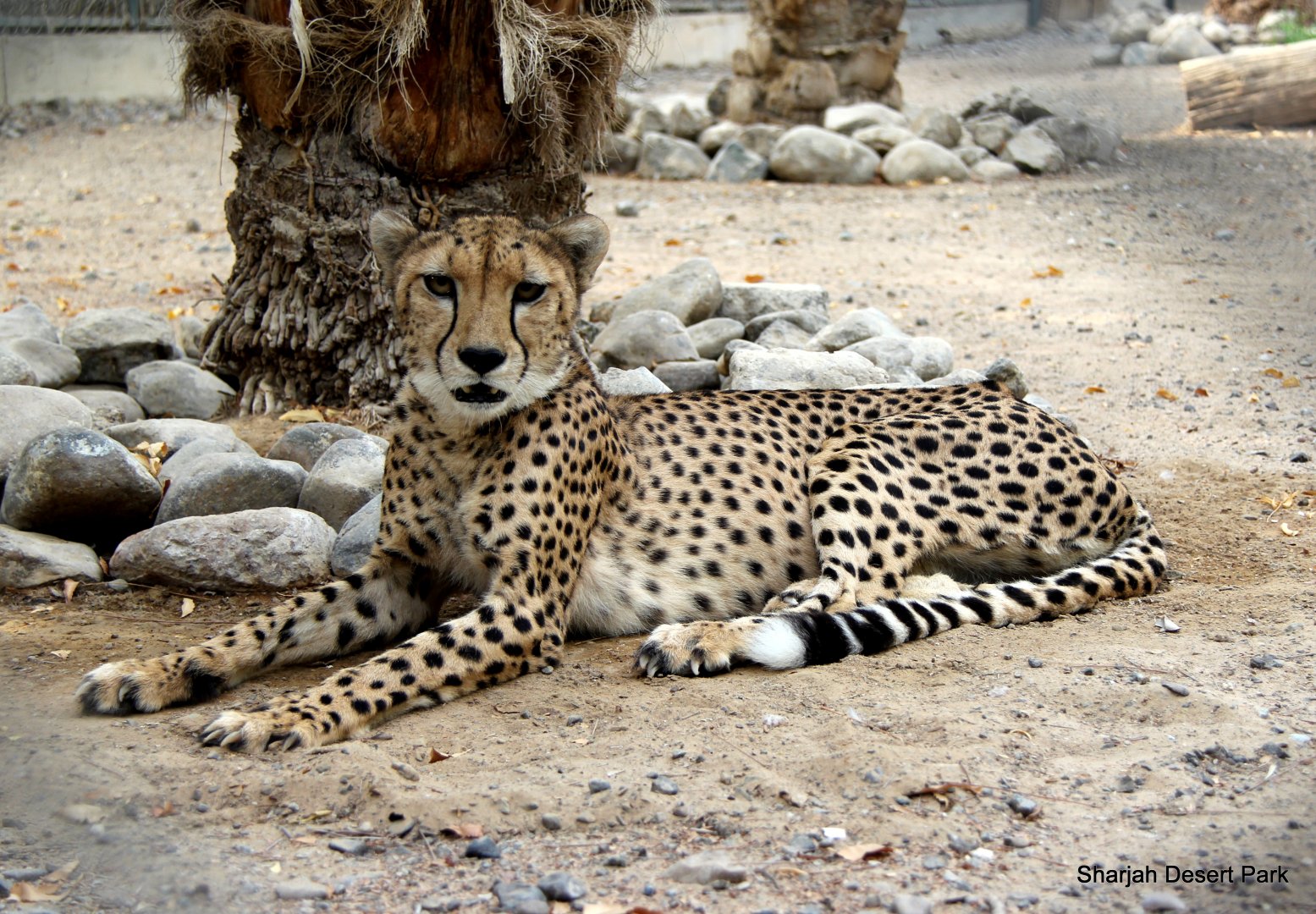 cheetah (Acinonyx jubatus) Sept 2018