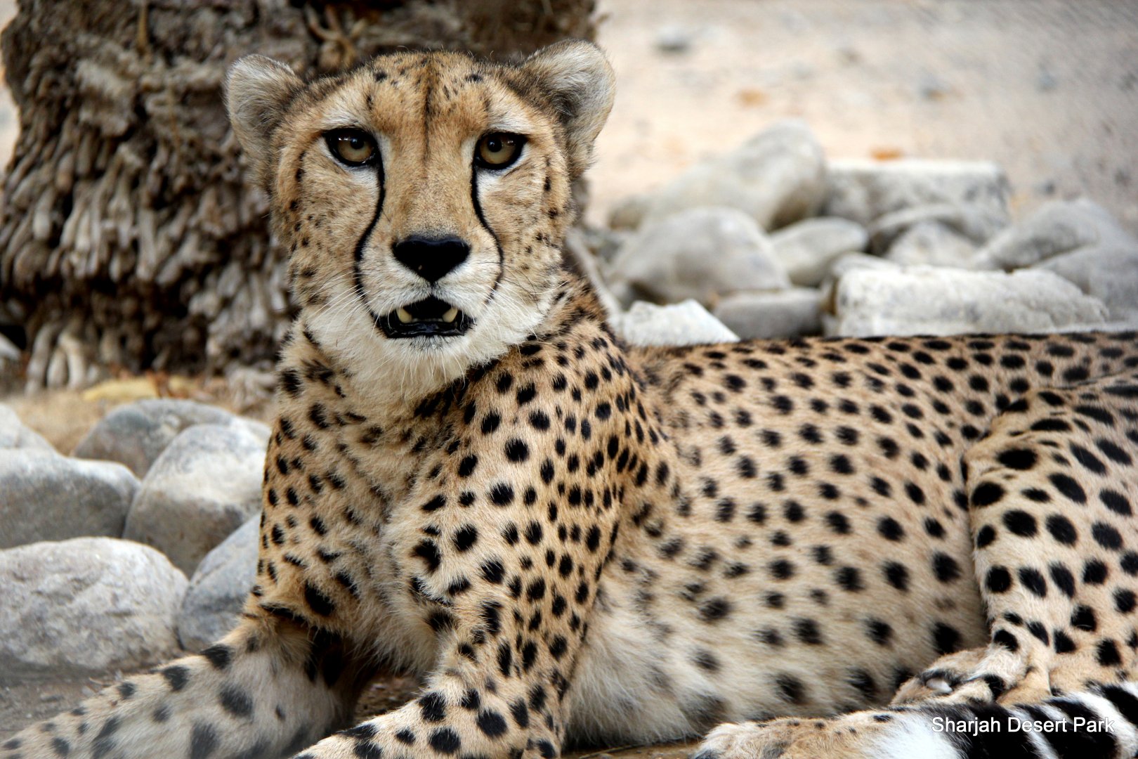 cheetah (Acinonyx jubatus) Sept 2018