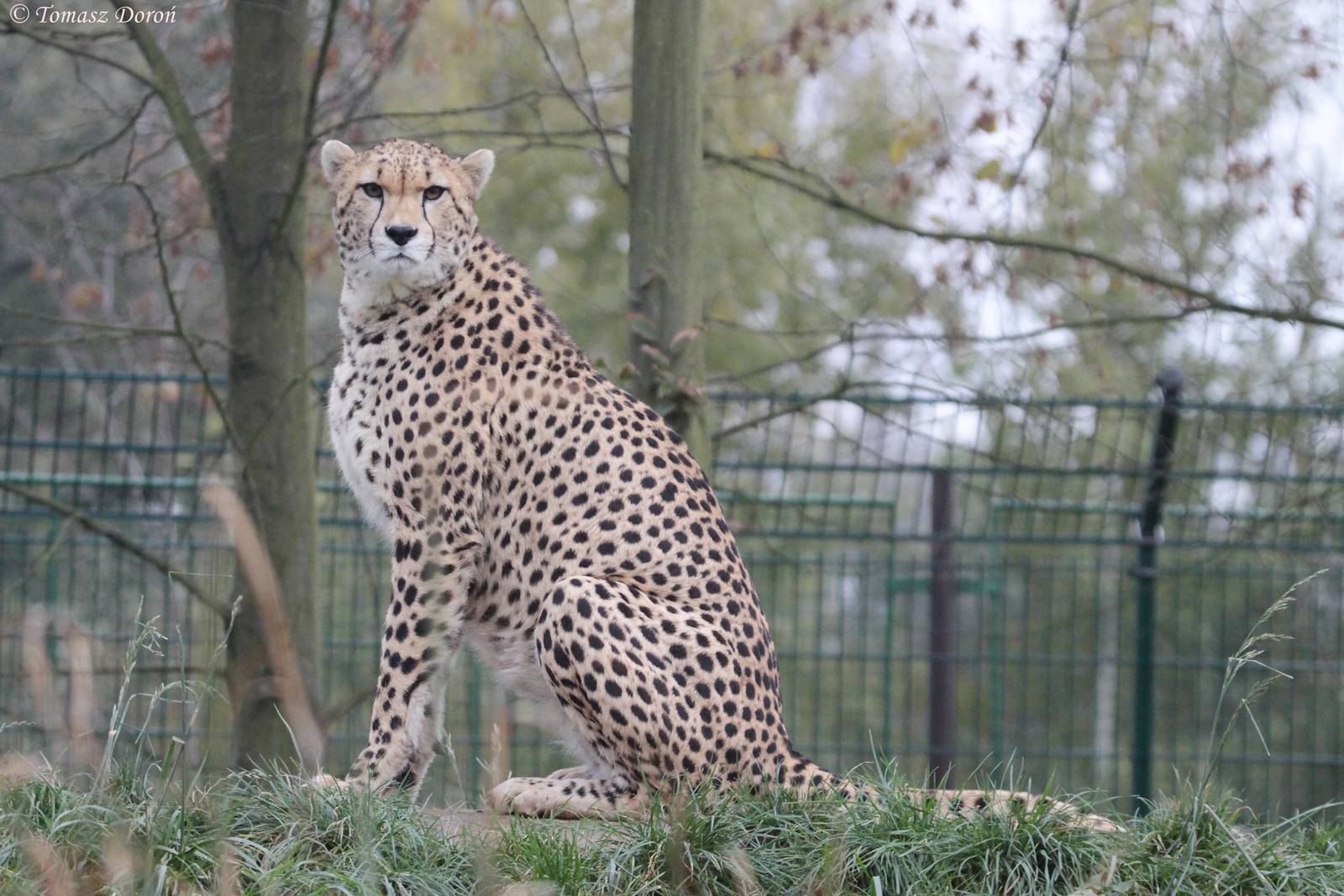 Cheetah (Acinonyx jubatus soemmeringii)