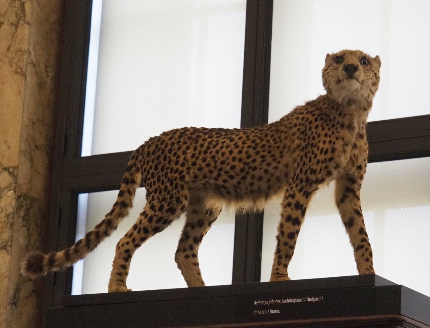 Cheetah (Acinonyx jubatus) specimen, 2021-10-20