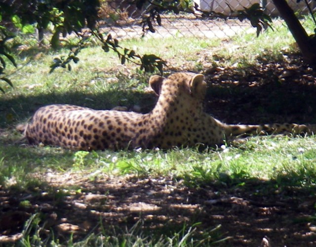Cheetah (Acinonyx jubatus)