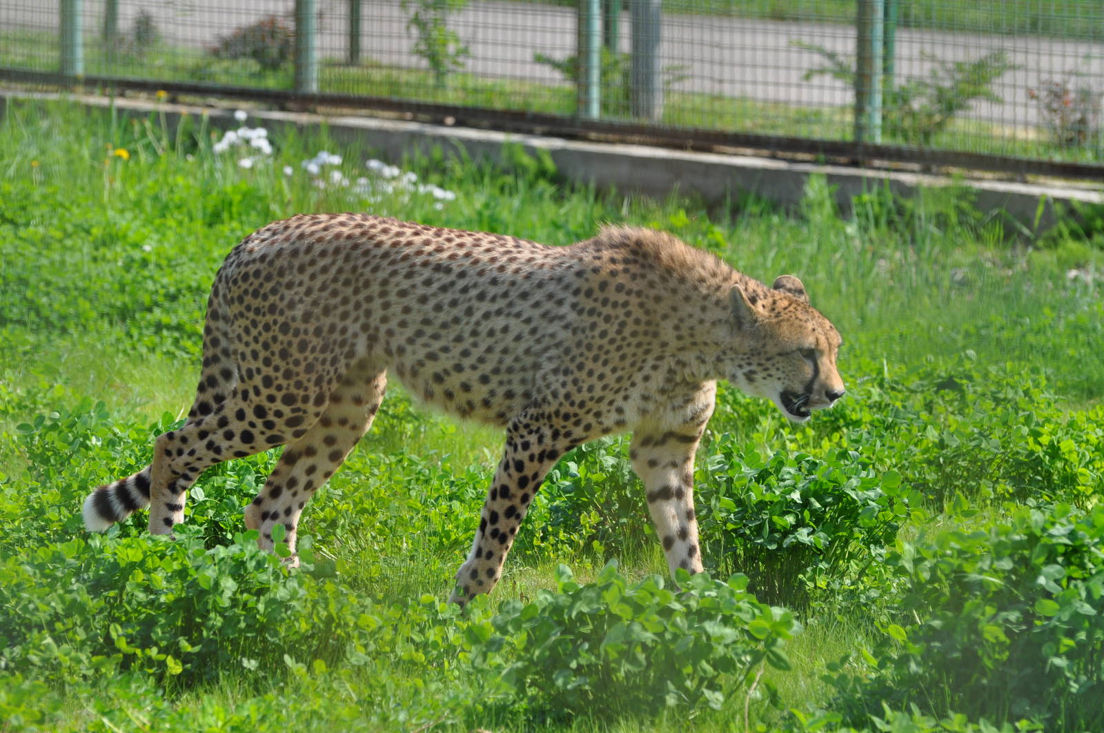Cheetah/ Acinonyx jubatus