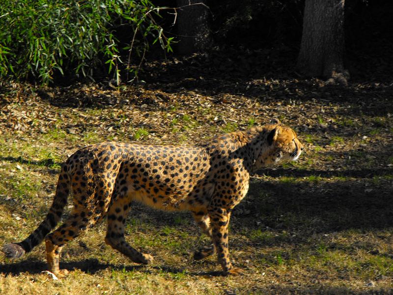 Cheetah (Acinonyx jubatus)