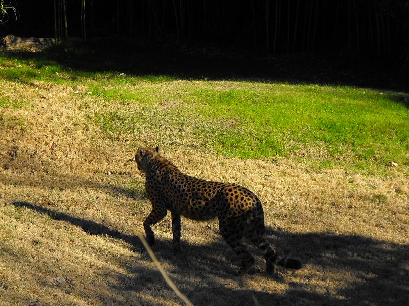 Cheetah (Acinonyx jubatus)