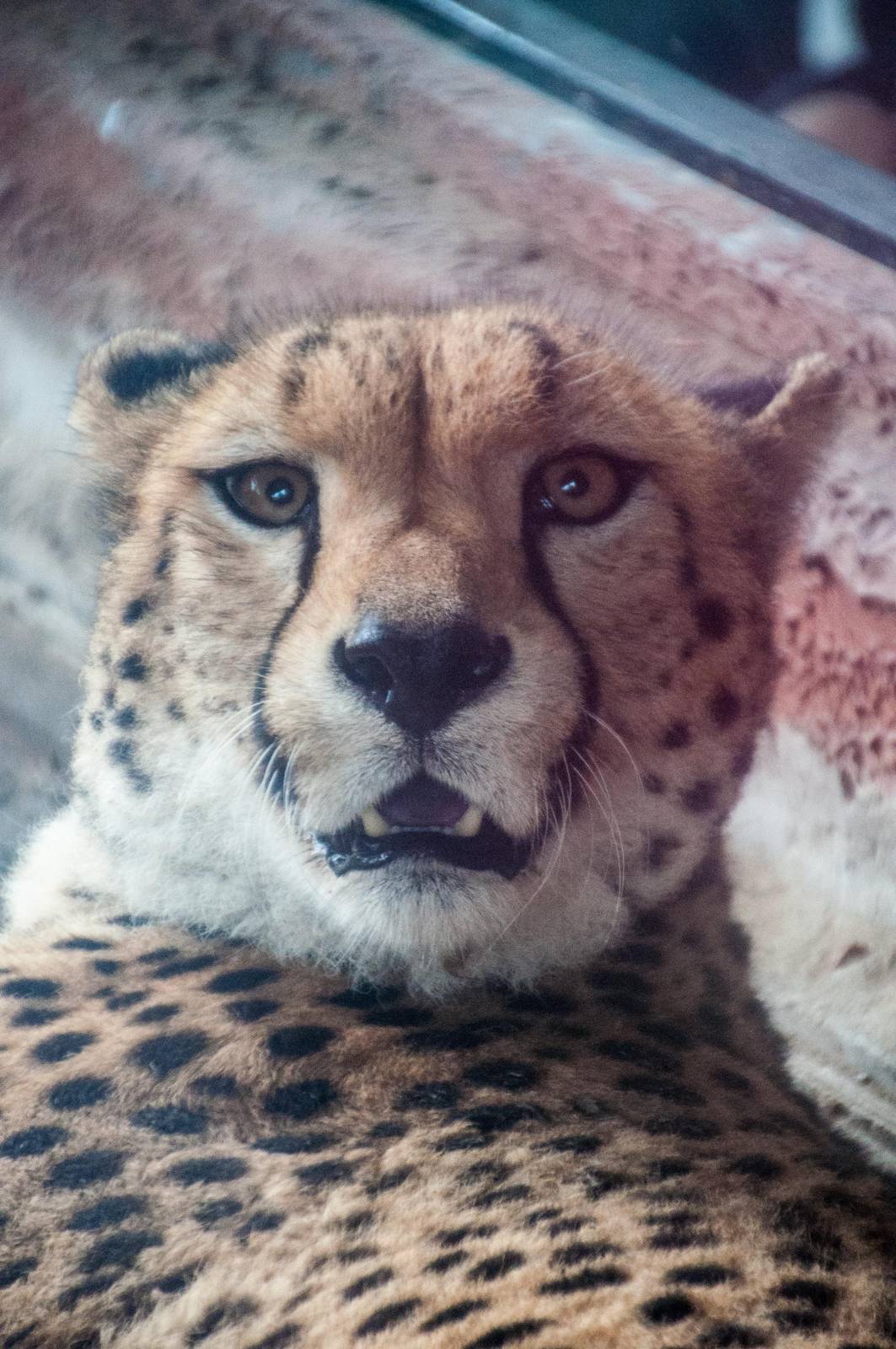 Cheetah -Acinonyx jubatus