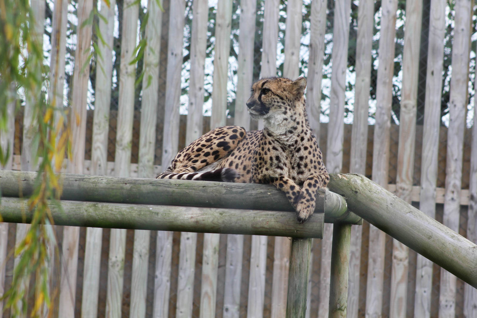 Cheetah (Acinonyx jubatus)