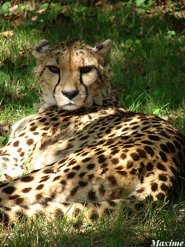 Cheetah (Acinonyx jubatus)