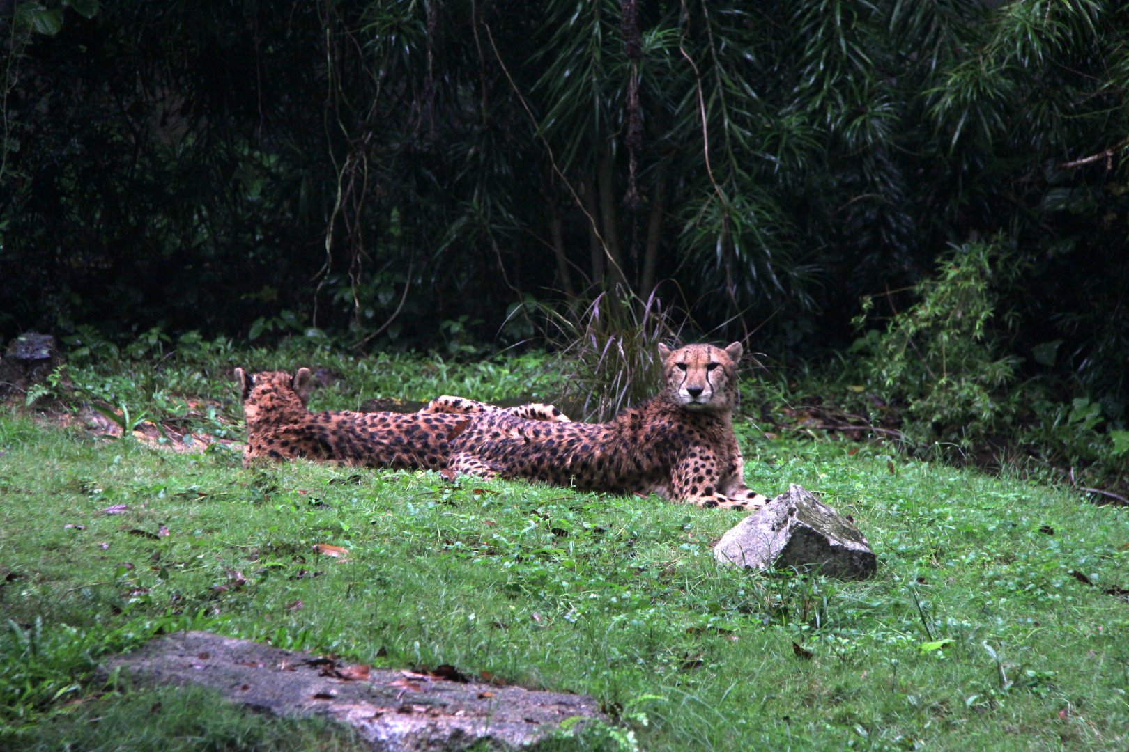 Cheetah (Acinonyx jubatus)