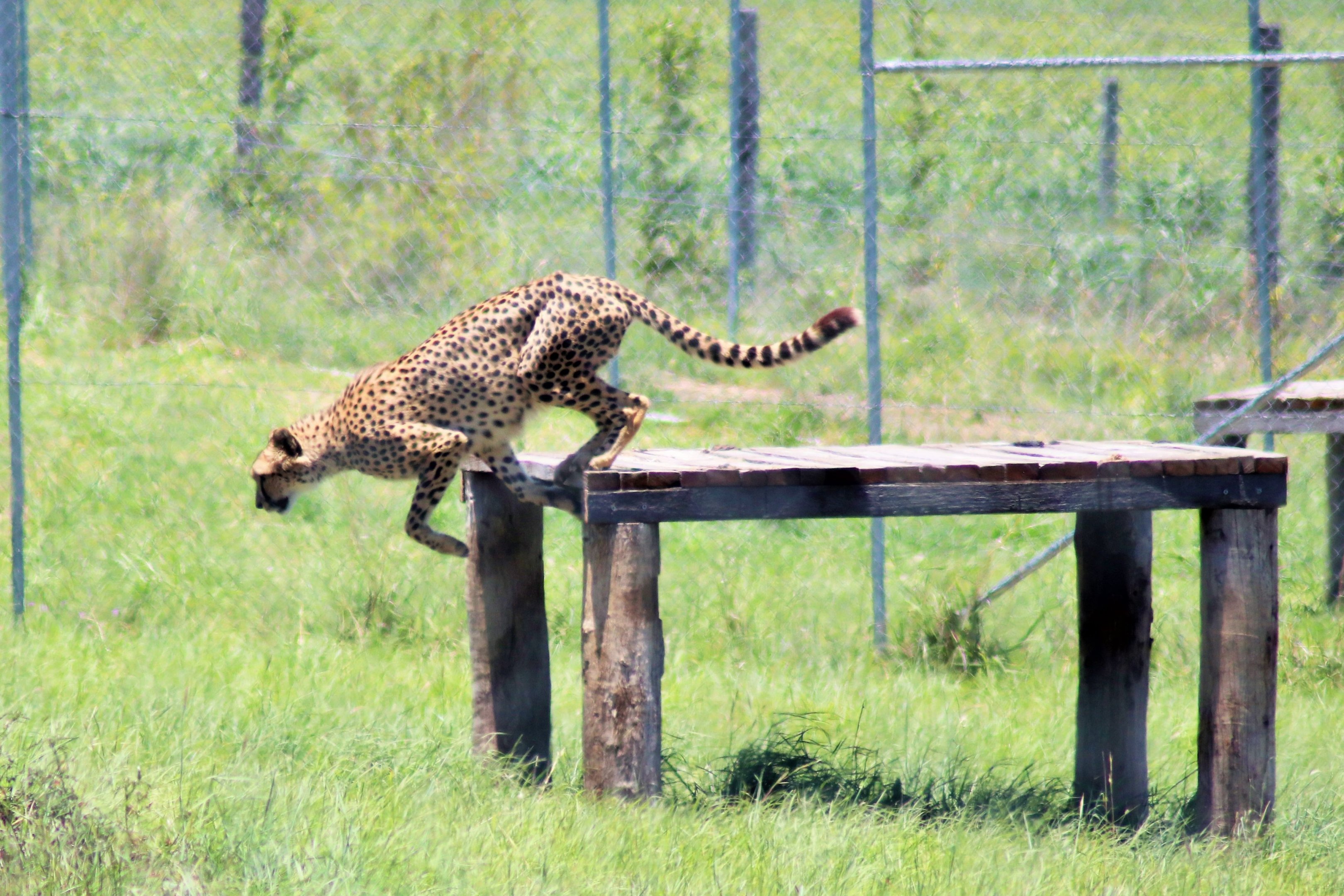 Cheetah (Acinonyx jubatus)