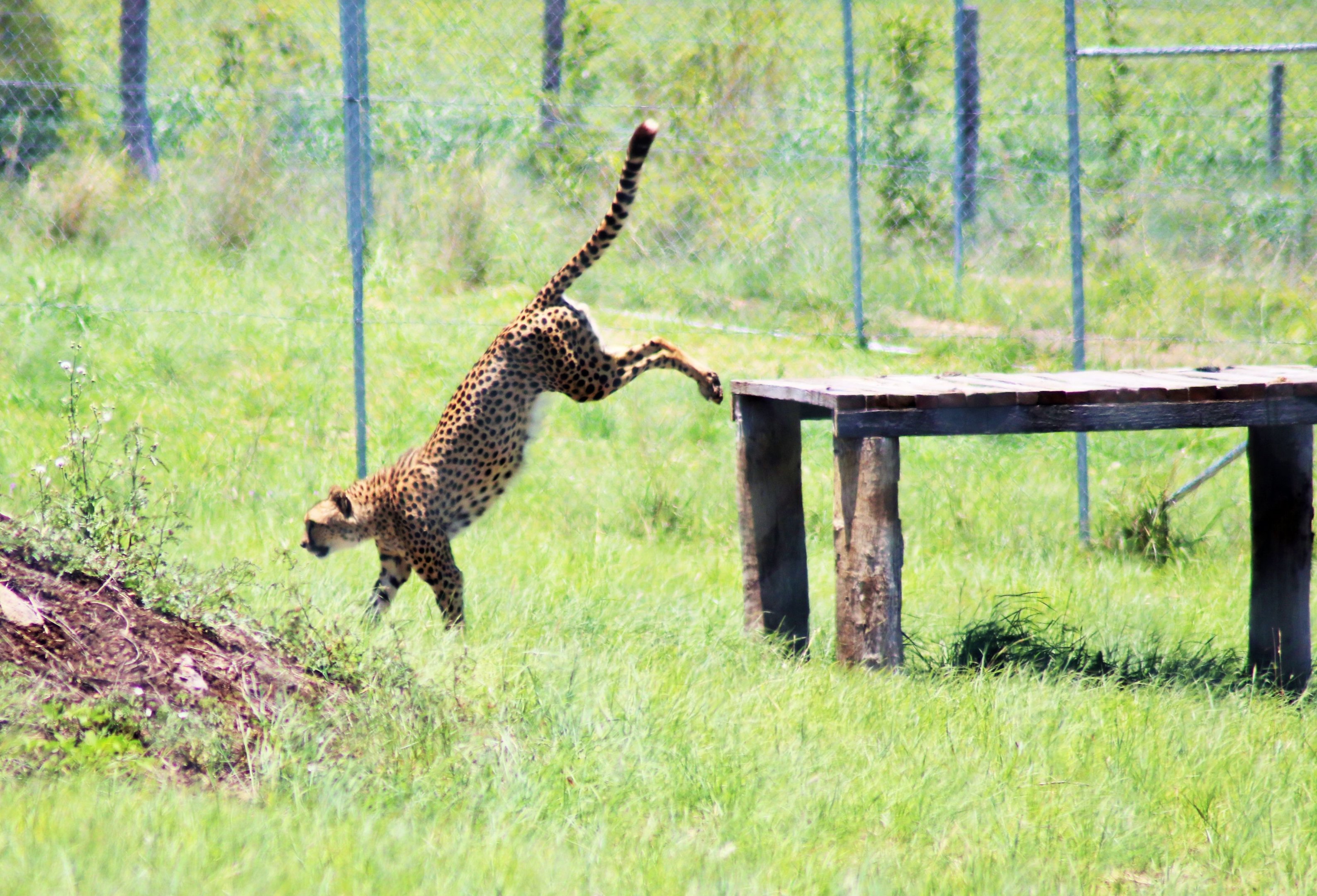 Cheetah (Acinonyx jubatus)