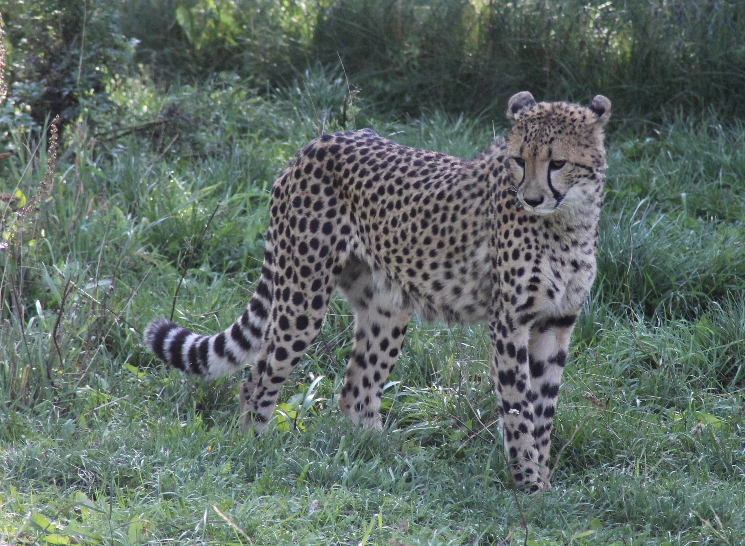 Cheetah (Acinonyx jubatus)
