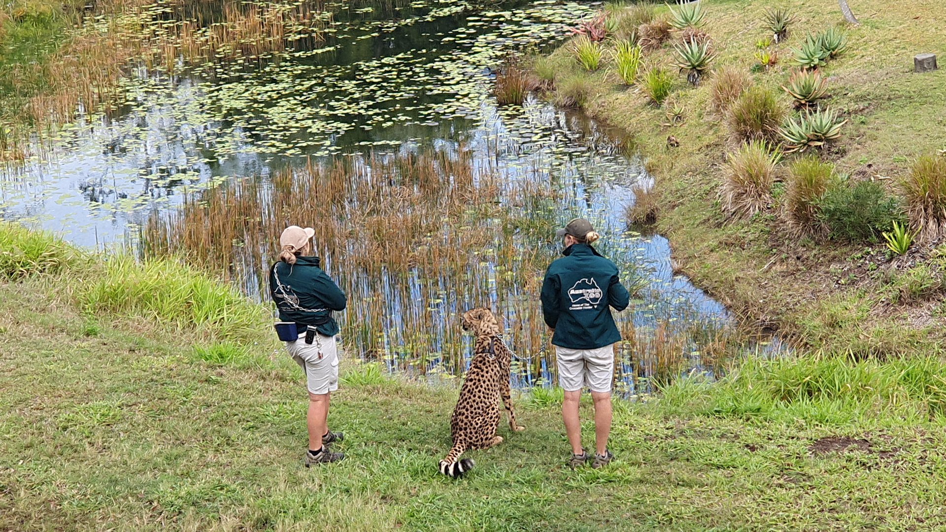 cheetah (Acinonyx jubatus)