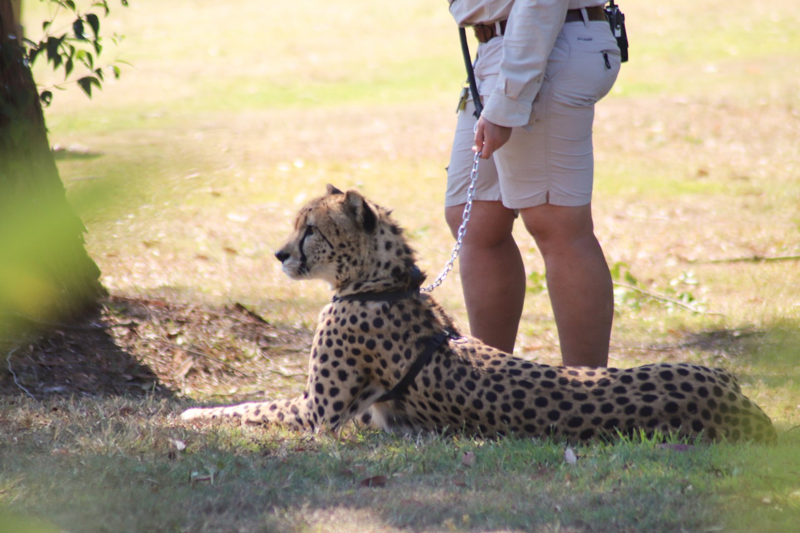 Cheetah (Acinonyx jubatus)