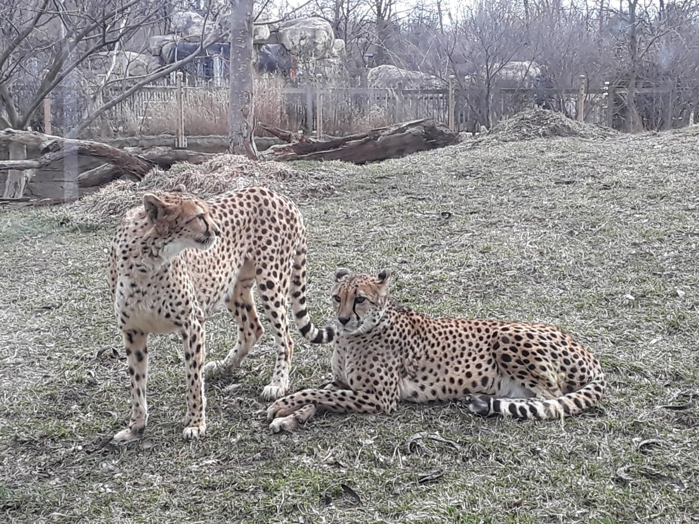 Cheetah (Acinonyx jubatus)