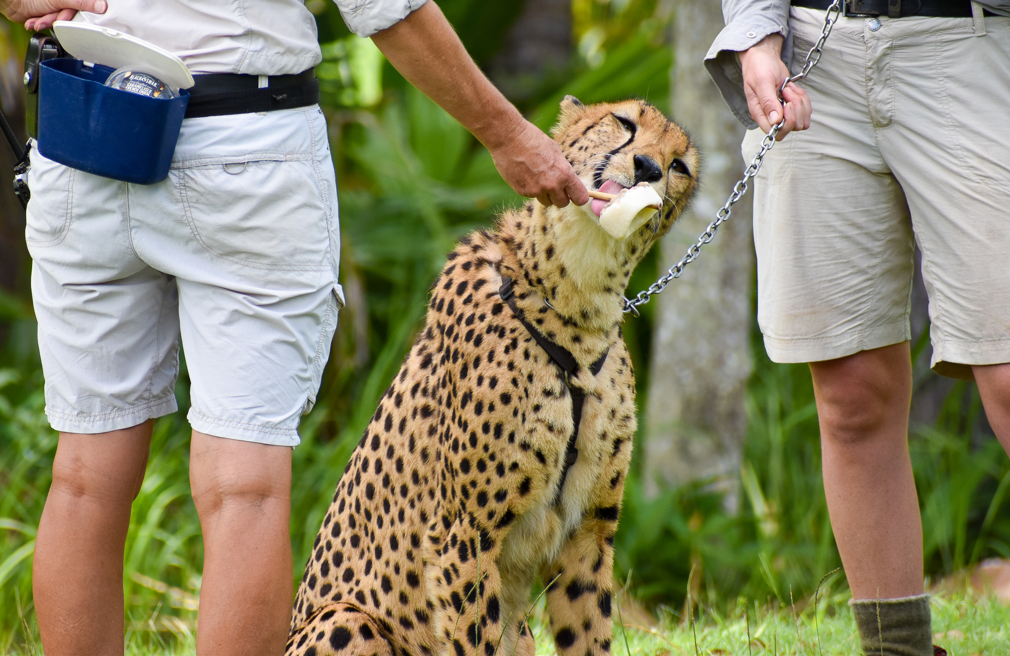 Cheetah (Acinonyx jubatus)