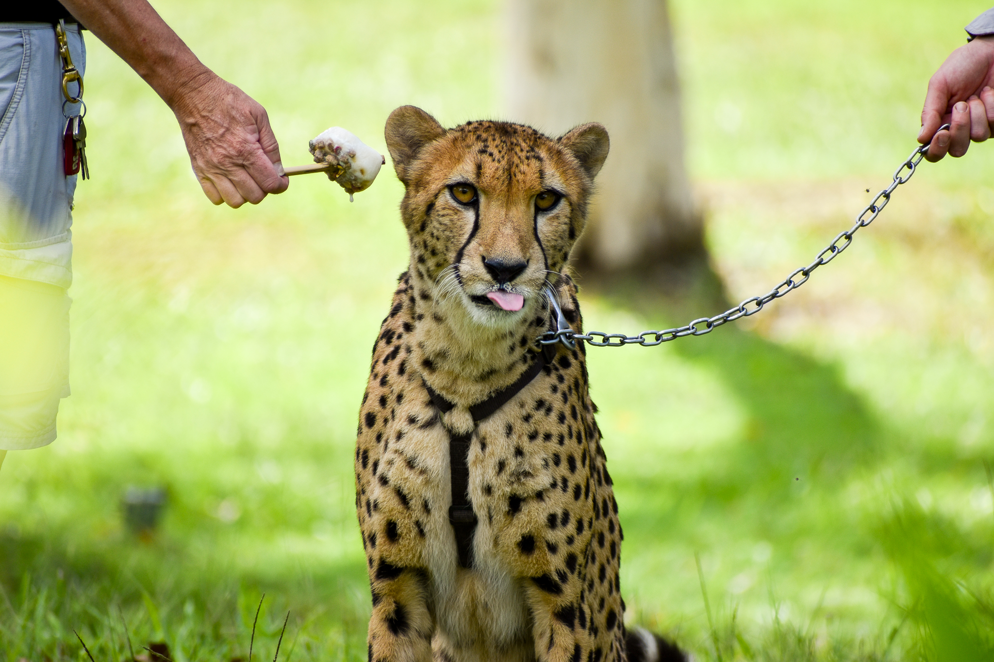 Cheetah (Acinonyx jubatus)