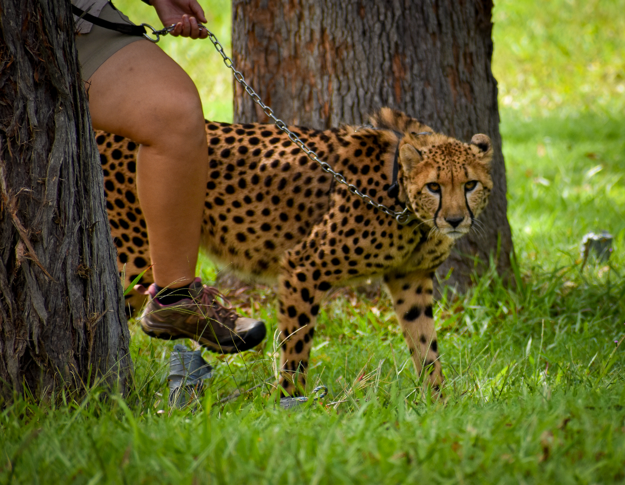 Cheetah (Acinonyx jubatus)