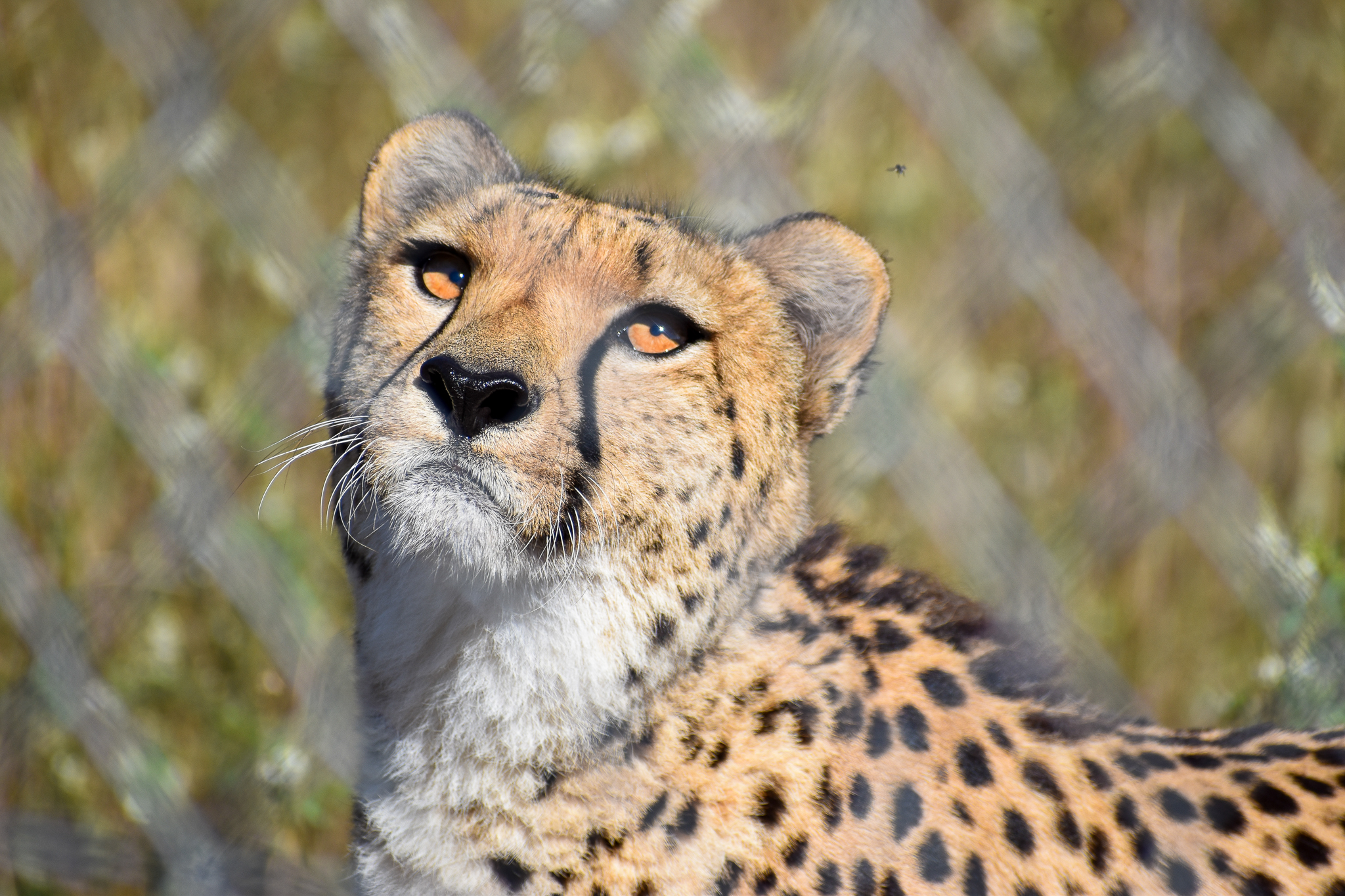 Cheetah (Acinonyx jubatus)