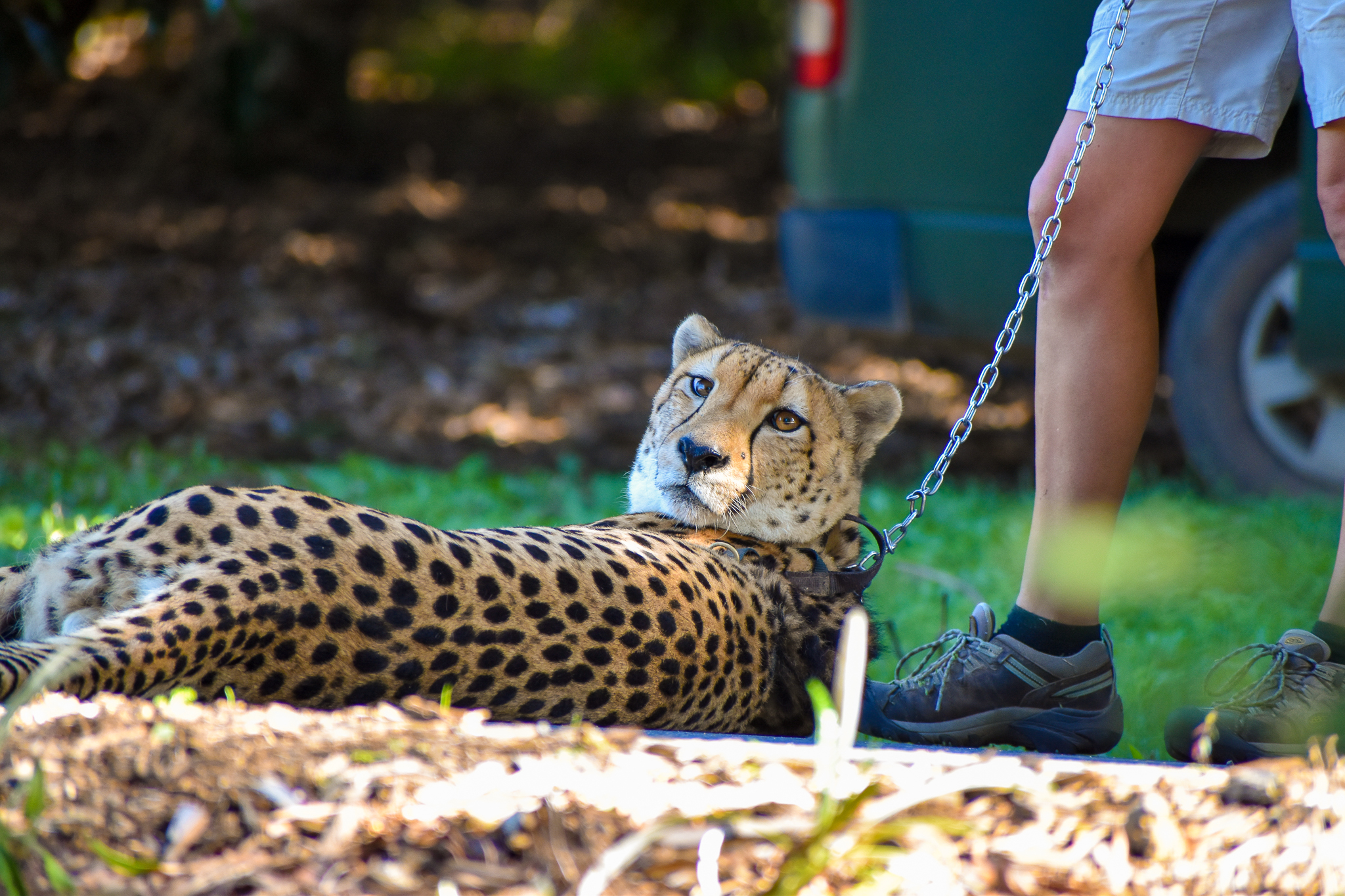 Cheetah (Acinonyx jubatus)