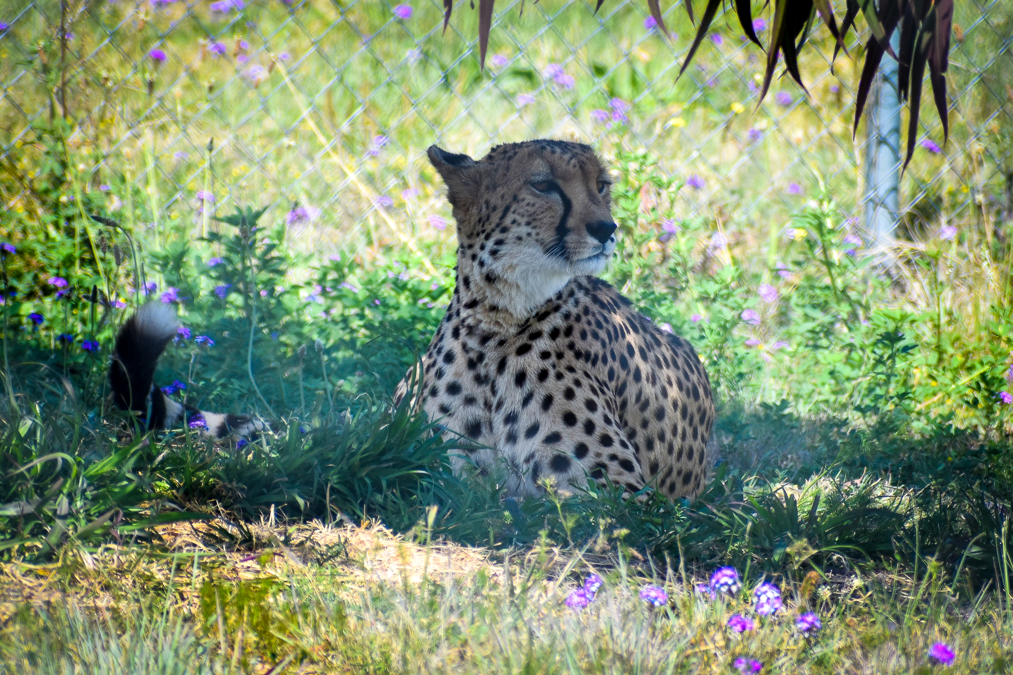 Cheetah (Acinonyx jubatus)
