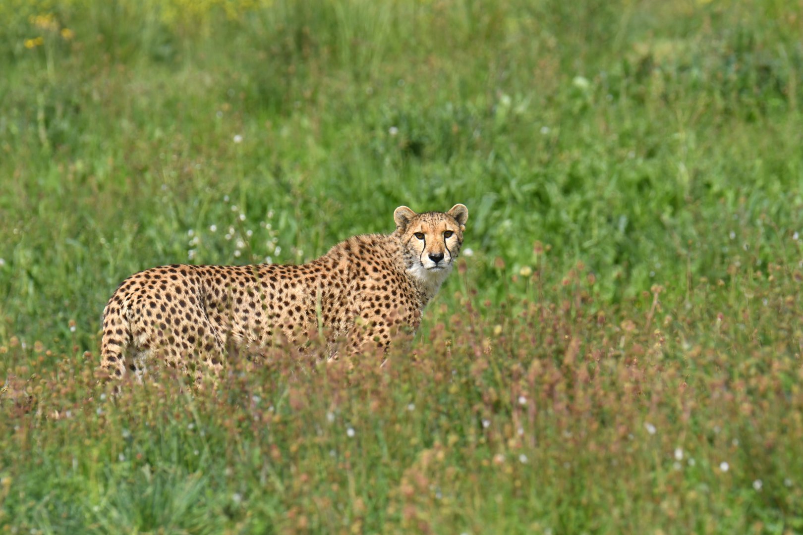 Cheetah (Acinonyx jubatus)