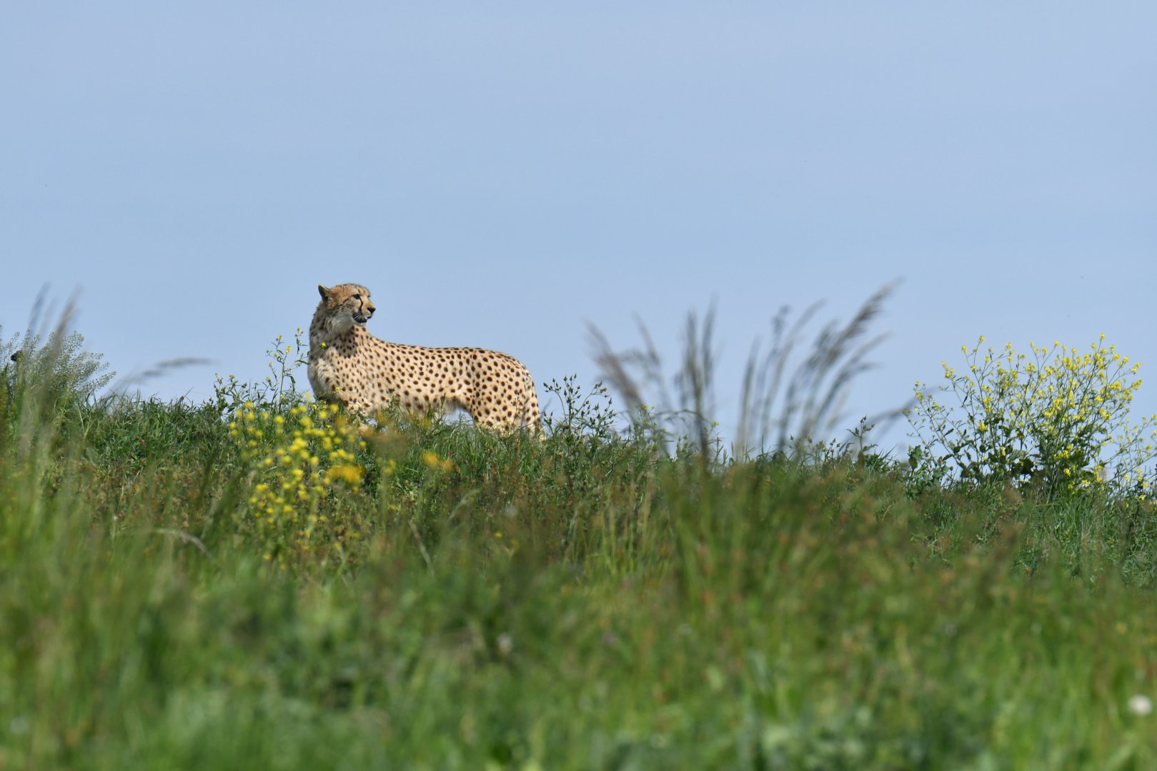 Cheetah (Acinonyx jubatus)
